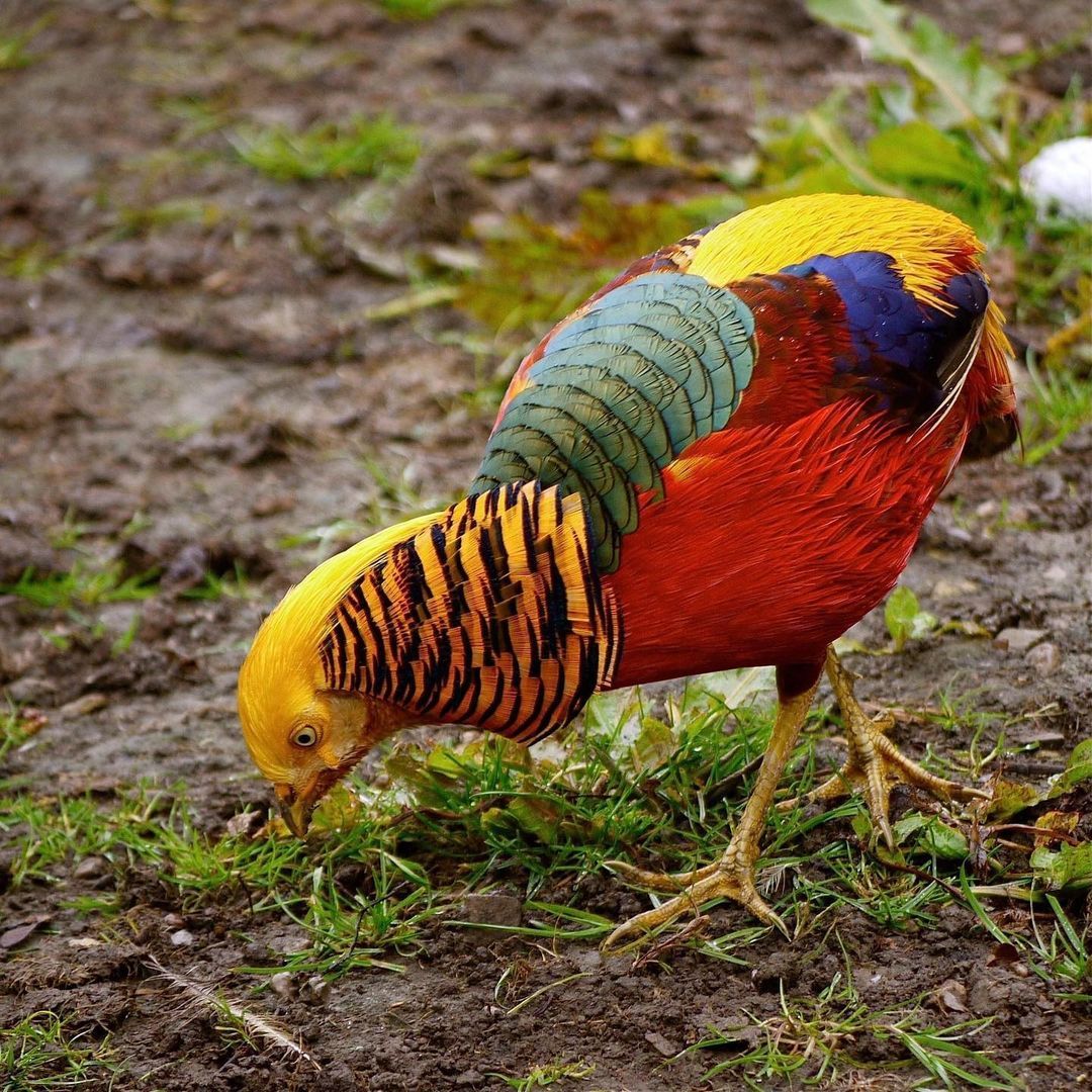 Golden Pheasant Bird Facts (Chrysolophus pictus)