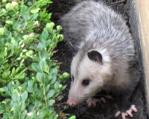 Today’s Possum of the Day has been brought to you by: Plants!