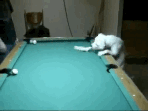 jaidefinichon:  Snooker playing dog.