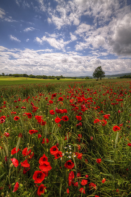 Spring RGB by Philippe Saire || Photography on Flickr.