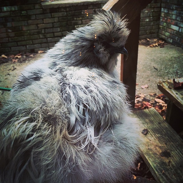 Farrah. Needs a bath, I think. #silkie #chickensofinstagram