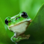 frogfromthebog