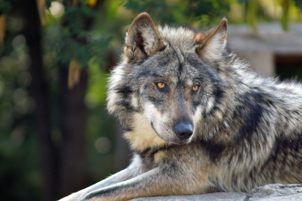 elegantwolves:  by castorssito