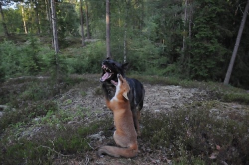 takineko:  buzzfeed:  Tinni and Sniffer are actually the real life The Fox And The Hound.   ALSO THEIR NAMES ARE SUPER CUTE WHYYY