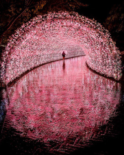 coiour-my-world:“The entrance to another world” | “The illuminated tunnel with thousands of sakura-shaped bulbs sparkling in the heavy rain.” | Mie, Japan || godive2000