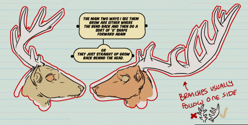 thundercluck-blog: Hey friends, it’s Meg! A really late TUTOR TUESDAY on antlers which ARE NOT