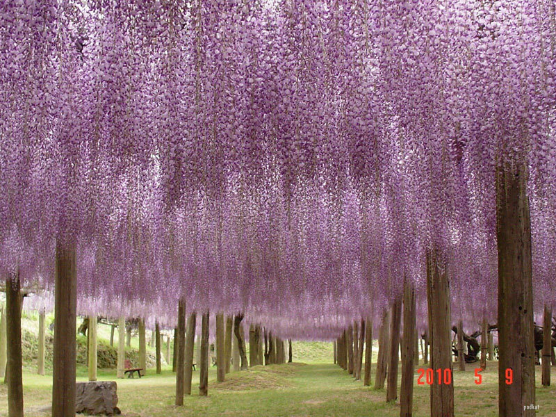 asylum-art:   Japanese Wisteria Tunnel  These photos were taken at the  Kawachi