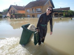 Tracy-Ch:  A Girl Saving A Golden Retriever From The Floods In A Trash Can.