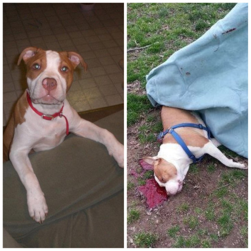 worshippingvoldemort:  xxunriot:  modified-k9:  We received this message about an hour ago (½/13) from a family that has a message to spread about their beloved dog. Our hearts go out for the unnecessary loss of this life. Here is their message: