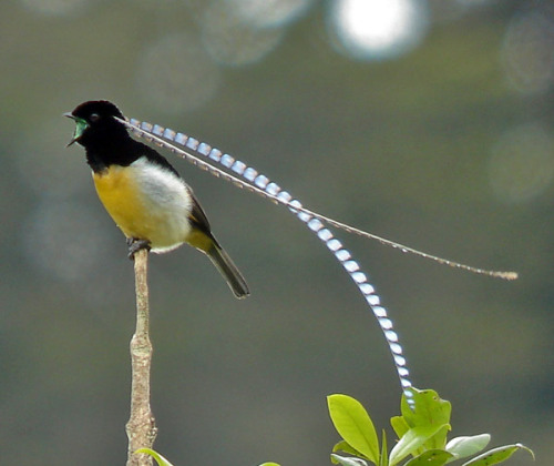 stormphyre:paranoidgemsbok:sweetguts:cool-critters:King of saxony bird-of-paradise (Pteridophora alb