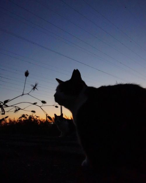 夕暮れの影。  #fixx201211 #シッポ追い #tailchaser #猫写真 #東京猫 #外猫 #地域猫 #ねこ部 #まちねこ #ネコスタグラム #にゃんこ #nekostagram #ca