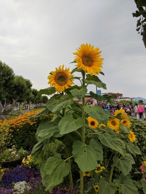 yawningyellow:sunflowers in san francisco