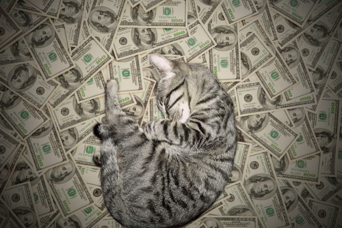 cashcats.biz porn pictures