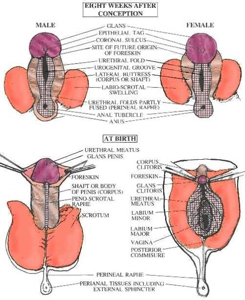 Female genital mutilation before and after