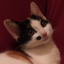 roseate-felidae