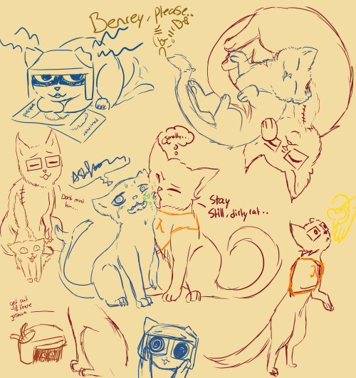 a lot of cats