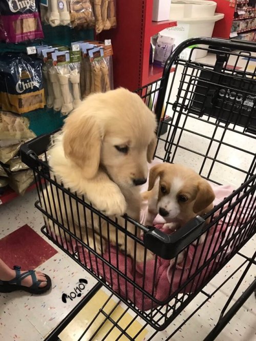 dog-rates:Say hello to Sadie and Daisy. They do all their shopping together. Can never agree on what