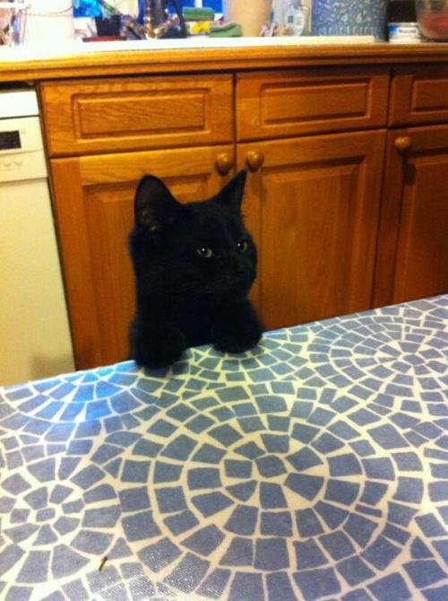 cute-overload:My cat Pepper always sits with us like this at the dinner table :-)http://cute-overloa