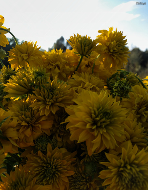 " ". 24. Rudbeckia Dissected "Golden Ball". September 24.
