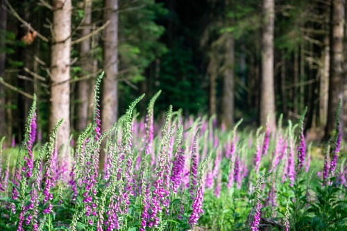 Swathes of foxgloves at the moment