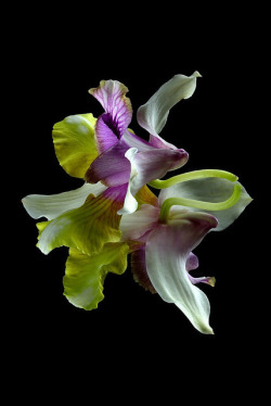 wapiti3: Mirrored orchid on Flickr. Via Flickr: