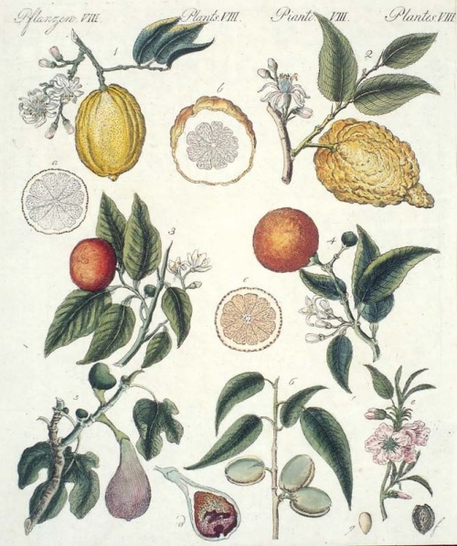 Precious tropical fruits - Edle Südfrüchte, from a children&rsquo;s picture book, 1801. Weimar, Germ