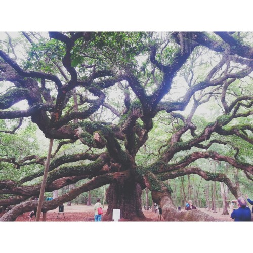 angel oak