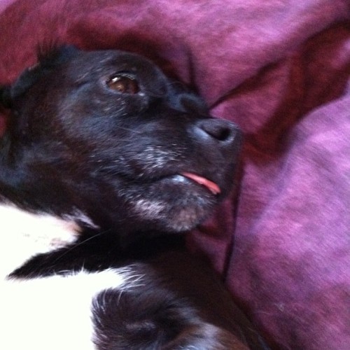 Sleeping like a baby blowing raspberries #dog #dogsofinstagram #instadog #daisy #blackdogs #jrt #jac