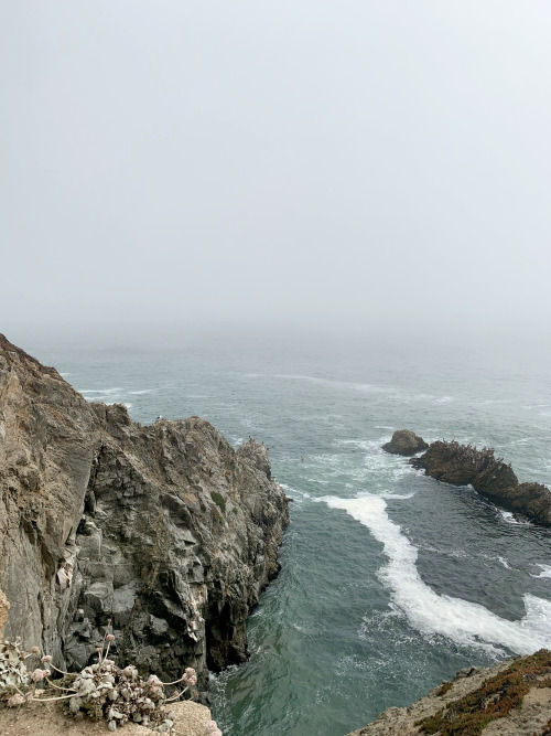 A dreamy day at Bodega Head made better by afternoon fog. Summer at Bodega Head is my favorite as th