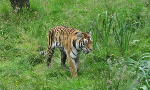 Amur TigerTaken  2015-07-28: Highland Wildlife Park, Cairngorms, Scotland.  Juvenile Siber