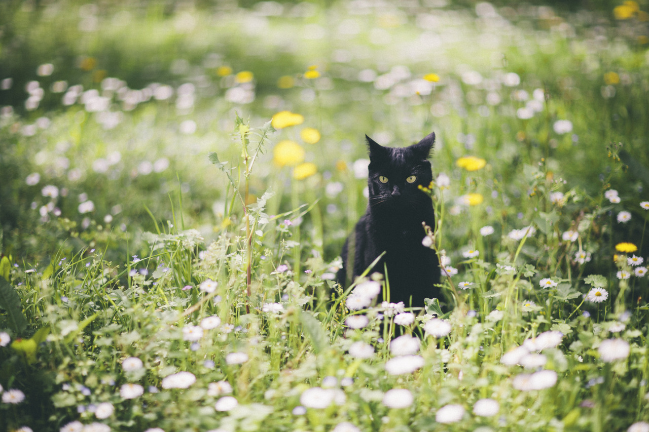 elenamorelli:{ tiny black panther and the spring /// part two }-luna, green grass