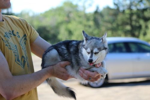 illexplain:  itsybitsysleddogs:  illexplain:  peble:  itsybitsysleddogs:  Just hanging out!  its tiny  whats up with the husky chihuahua?  She is an alaskan klee kai, a pure breed of dog, completely unrelated to a chihuahua. Klee kai are a rare breed