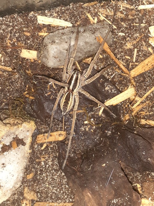 About A Week Ago, Fel The Wolf Spider Died. I Was Not Surprised Because He Was An Old Man, It Did Feel