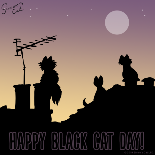 Happy National Black Cat Day! Celebrating and raising awareness for all the black / black&white 