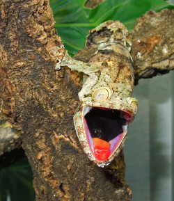 magicalnaturetour:  leaf tail gecko from