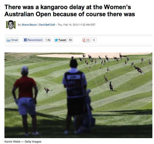 the-air-is-thick-with-magic:  hhaahoran:  hhaahoran:  im not even kidding today i turned on the news this morning and it said that in australia they had to stop a golf match because kangaroos were roaming around on the golf course and i couldn’t stop