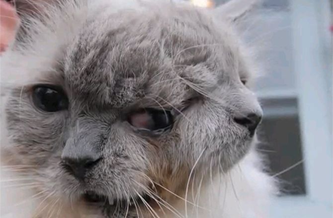 discoverynews:  Oldest Ever Cat with Two Faces Dies at 15 A cat with a rare condition