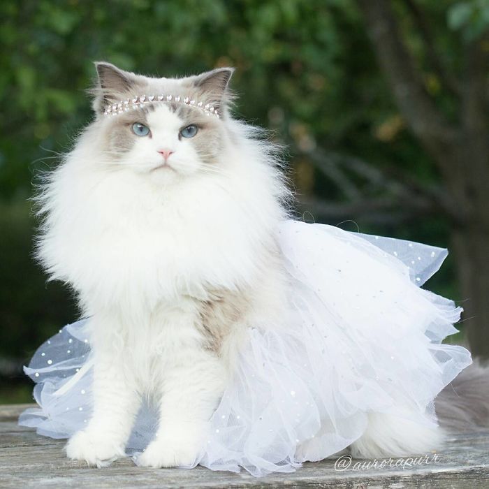 thatsthat24:  npr:  culturenlifestyle:  The Most Regal, Friendly and Fluffy Kitten