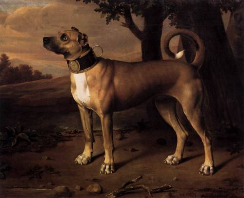 baroqueart:  Great Dane by Johann Christof Merck 