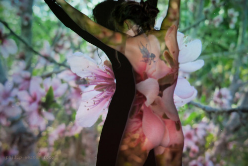 philipwernerfoto:  A faery amongst the flowers. Danni le Fae by Philip Werner Projected photo by Danni Melbourne. January 2014 