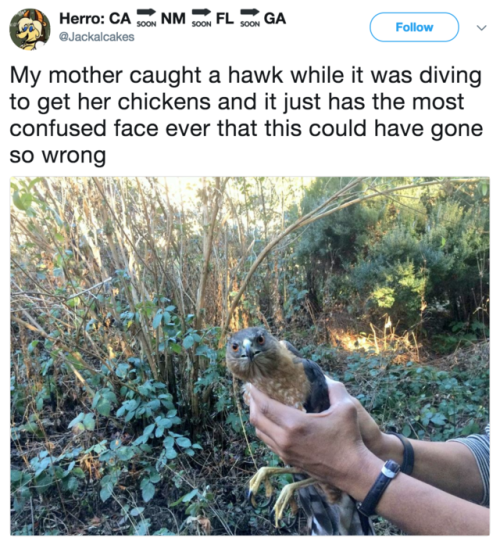 babyanimalgifs:via @Jackalcakes