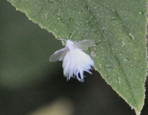 mothslut:wooly aphids are basically fairies