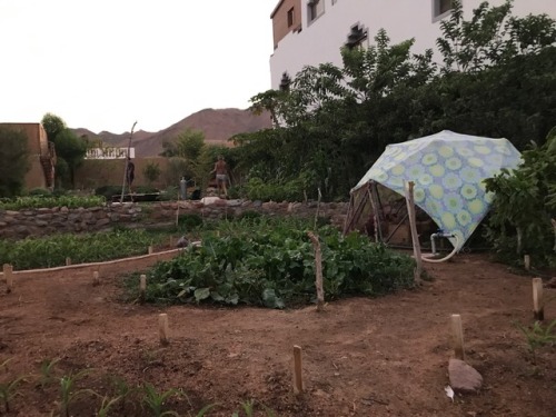 Geodesic domes for chickens