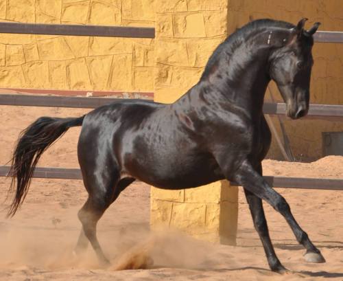 caelidra:all-the-horses:NaagrajBy HansrajMarwari, StallionEARS!!!