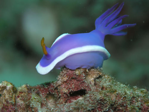 astronomy-to-zoology:  Hypselodoris bullockii …is a colorful species of Chromodoridid nudibra