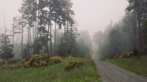// drive // by Tyler Forest-Hauser