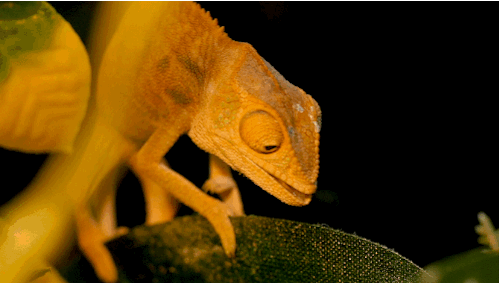 npr:  kqedscience:    Chameleons don’t change color to match their environment;
