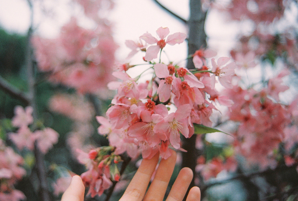 jacindaelena:  by PY