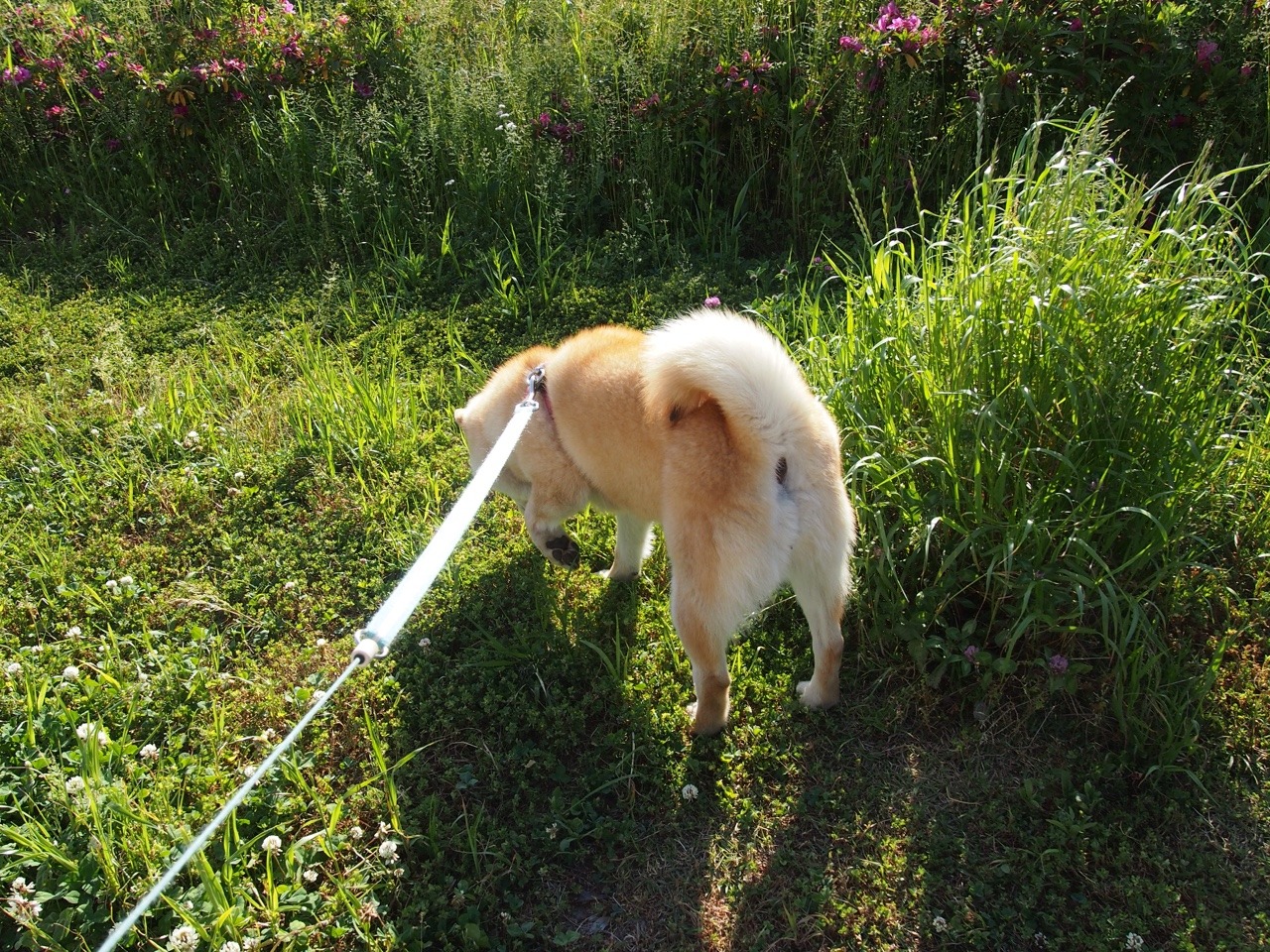 shibainu-komugi:  今日の柴犬の小麦さん #shiba #dog #komugi #柴犬