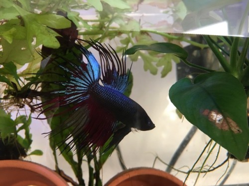 iantojonesthebetta: Happy 1-Year Take-Home Day, Nimbus!Such a handsome and fiery man. He’s hal